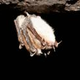Illustration for article titled Fungal infection could wipe out some species of bats completely